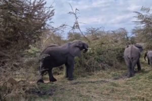 Male And Female Elephants Are Playing In Wild Animals
