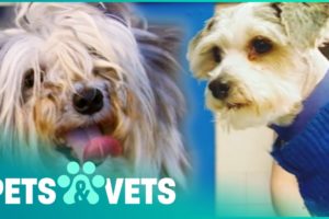 Matted Rescue Dog Gets A Life Changing Makeover | Animal Rescue | Pets & Vets