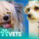 Matted Rescue Dog Gets A Life Changing Makeover | Animal Rescue | Pets & Vets