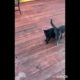 Mike and Mai playing together ❤ #animals #youtubeshorts #catsoftiktok #catvideos