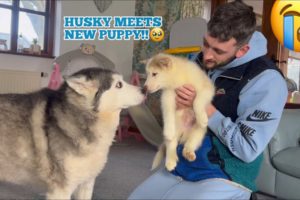 Millie Meets Our New Husky Puppy For The First Time!!😭💙. [CUTEST REACTION EVERR!!!]
