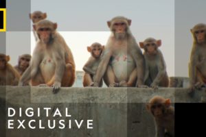 Monkey Street Gang | Jungle Animal Rescue | National Geographic Wild UK