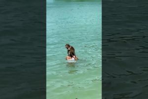 Monkey playing with kids. #animals #junglelife #shorts #monkey