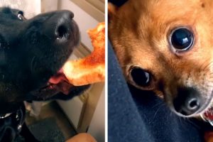 Most Viral DOGS on the Internet! 🐶 Cutest PUPPIES Compilation! 🐶