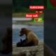 Mother bear playing with her baby ❤😘(cub 🍯🐻💤)#shorts #bear #animals #zoo #viral #wildlife