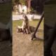 Mother dog is feeding her cute puppies | Cute Puppies'| #dog #dogs #trending #youtube #shorts #diya