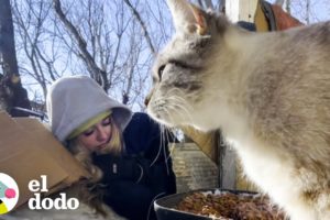 Mujer rescata gatos acostándose en la nieve a -40 grados | Dodo Héroes | El Dodo