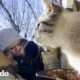 Mujer rescata gatos acostándose en la nieve a -40 grados | Dodo Héroes | El Dodo