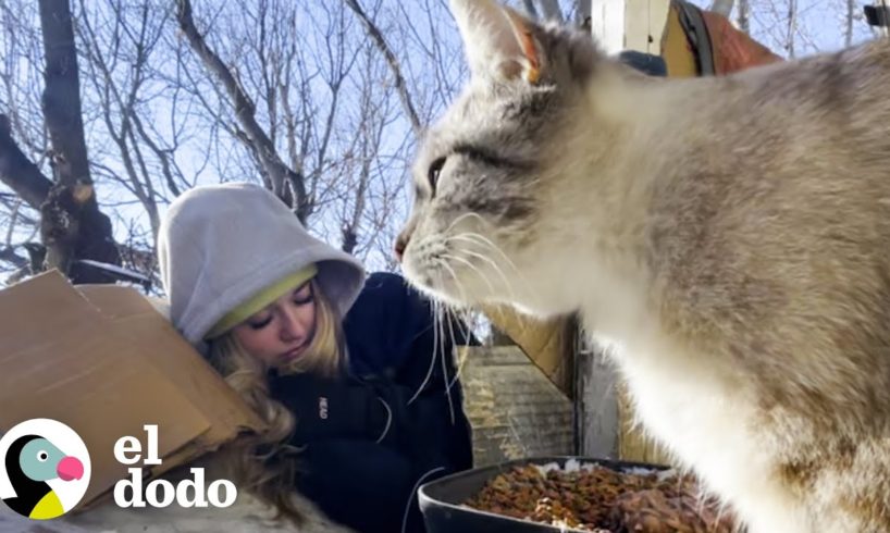 Mujer rescata gatos acostándose en la nieve a -40 grados | Dodo Héroes | El Dodo