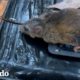 Mujer salva al ratón más pequeño del mundo | El Dodo