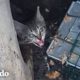 Mujer se arrastra por un tubo de desagüe para salvar a un gatito | Cat Crazy | El Dodo