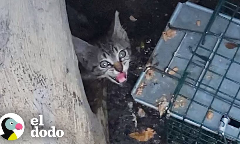 Mujer se arrastra por un tubo de desagüe para salvar a un gatito | Cat Crazy | El Dodo