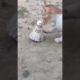 Nice Playing with Cock 🐈🐈🐈🏸🏸#shorts #cats #animals #kitten