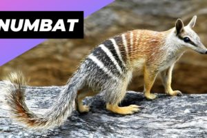 Numbat 🐿 One Of The Rarest Animals In The Wild #shorts