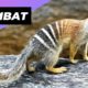 Numbat 🐿 One Of The Rarest Animals In The Wild #shorts