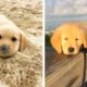 OMG CUTE GOLDEN PUPPIES Videos Compilation CUTEST Moment Of Babi Golden 🐶| Cute Puppies