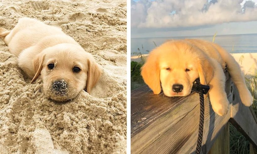 OMG CUTE GOLDEN PUPPIES Videos Compilation CUTEST Moment Of Babi Golden 🐶| Cute Puppies