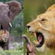 OMG HEARTLESS  Lions attack a poor baby Elephant 🐘 😢 @Wildlife #Animal fights