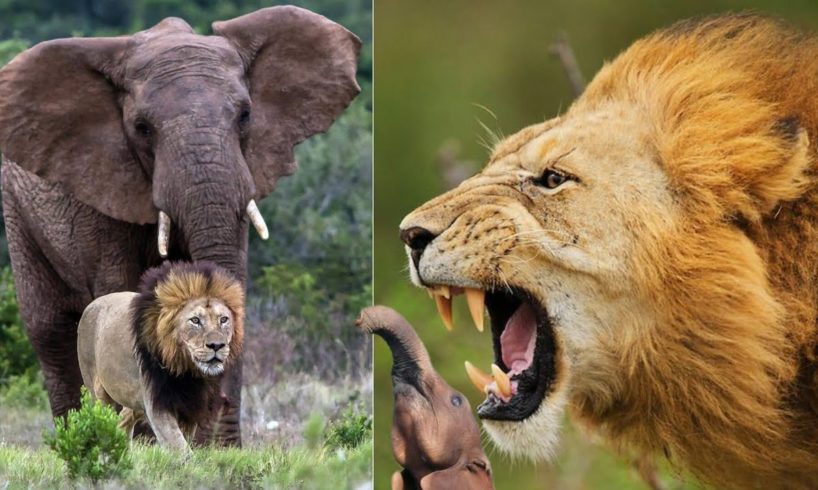 OMG HEARTLESS  Lions attack a poor baby Elephant 🐘 😢 @Wildlife #Animal fights