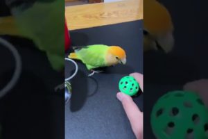 OMG!😍 Smart Parrots Video (2022) Baby Animals Video 2022