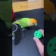 OMG!😍 Smart Parrots Video (2022) Baby Animals Video 2022