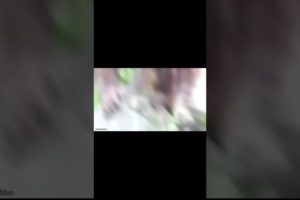 Orangutan Rescues A Chick From Drowning!
