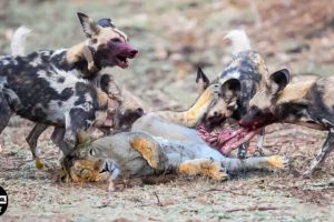 Painful ! Injured Lion FIGHT 20 Wild Dogs Trying To Escape The Scythe Of Death | Wild Animals
