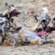 Painful ! Injured Lion FIGHT 20 Wild Dogs Trying To Escape The Scythe Of Death | Wild Animals