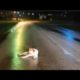 Paralyzed pregnant dog found helpless, lying in the middle of the street!