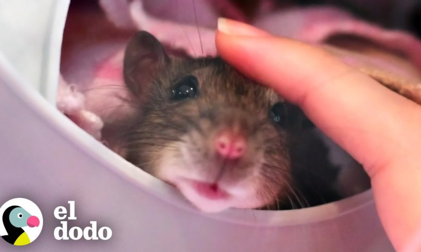 Pareja a punto de casarse rescató a un pequeño bebé | Pequeño y Valiente | El Dodo