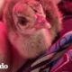 Pequeña pava abandonada encuentra sus verdaderos colores | Pequeño y Valiente | El Dodo