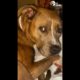 Perro ansioso tiene una cobija pesada especial | Puro Pitbull | El Dodo