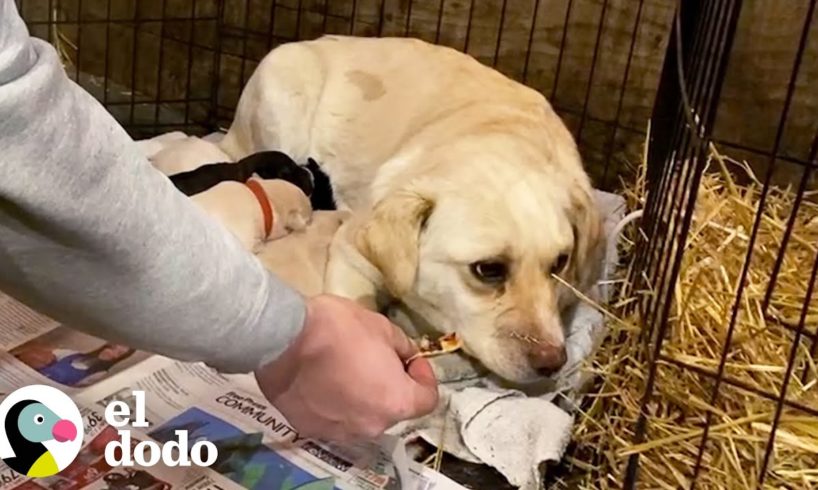 Perro que fue salvaje toda su vida finalmente va a dar su primer paseo | El Dodo