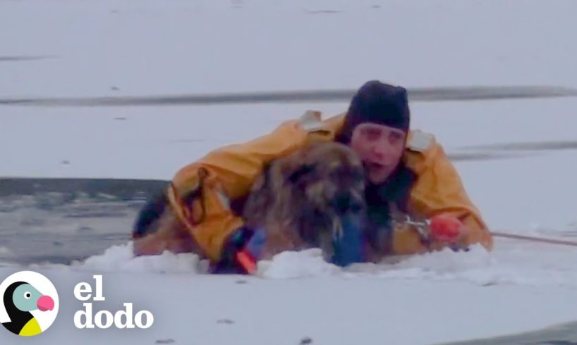 Perro y dueño son rescatados de aguas congeladas | El Dodo