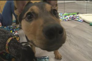 Pet Haven opens its first brick-and-mortar home for rescued animals