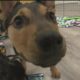 Pet Haven opens its first brick-and-mortar home for rescued animals