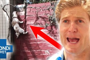 Pet's Got Talent -  Top 5 Pet's Surprising Skills 🤯 | Bondi Vet Compilation | Bondi Vet