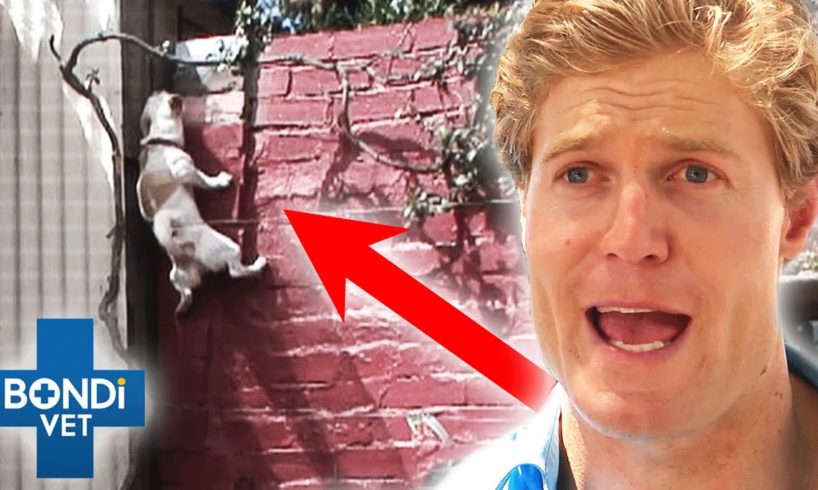 Pet's Got Talent -  Top 5 Pet's Surprising Skills 🤯 | Bondi Vet Compilation | Bondi Vet