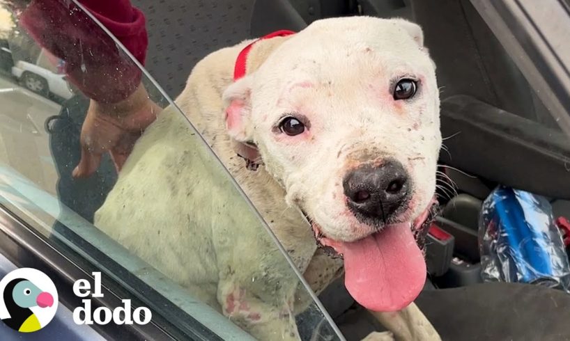 Pitbull abandonada tiene la mejor reacción al ser adoptada | Puro Pitbull | El Dodo