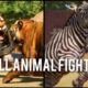 Planet Zoo (1.12) All Animal Fights