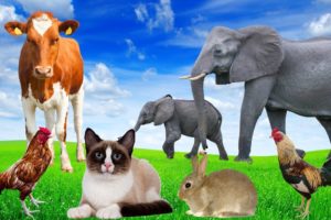 Playful animals - Cat, elephant, cow, rabbit, chicken - Animal moment