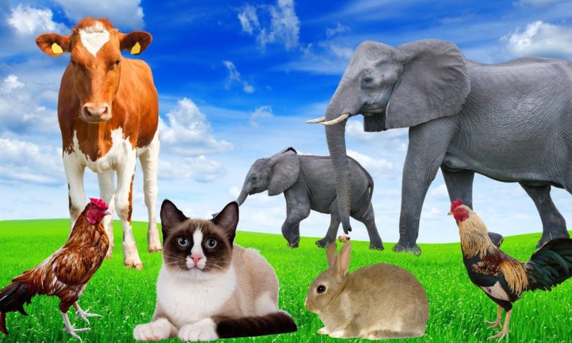 Playful animals - Cat, elephant, cow, rabbit, chicken - Animal moment