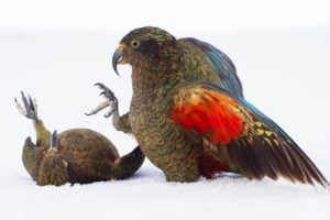 Playtime for Young Kea Birds | Frozen Planet II | BBC Earth