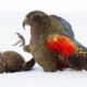 Playtime for Young Kea Birds | Frozen Planet II | BBC Earth