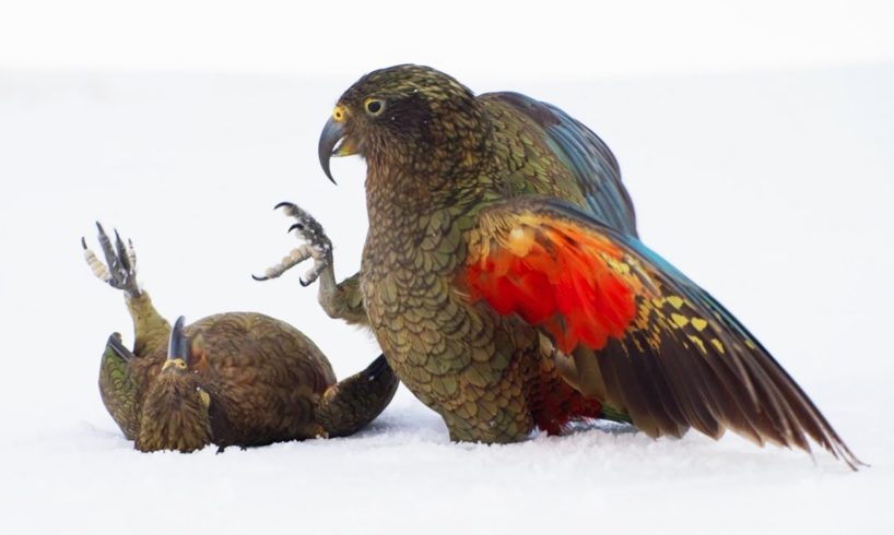 Playtime for Young Kea Birds | Frozen Planet II | BBC Earth