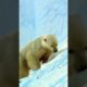 Polar Bear Babys Playing 😍 #shorts #sweetanimals #polarbear #baby #polarbearsfamily #animals