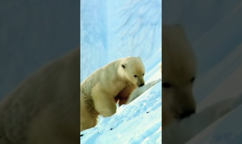 Polar Bear Babys Playing 😍 #shorts #sweetanimals #polarbear #baby #polarbearsfamily #animals