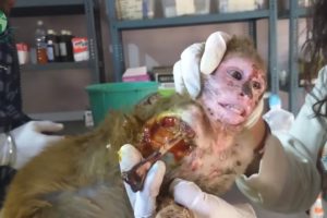 Poor Baby Monkey Calling for Help and Fortunately Help by Human - Animal Rescue | Rescue Stories