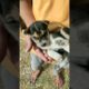 Poor Puppies Rescued 🥺 #shorts #viral #ytshorts