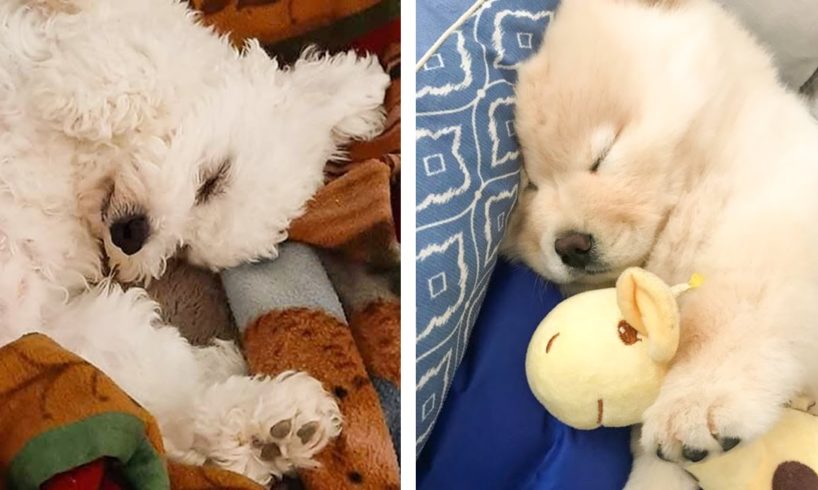 Puppies that Will Make Your Day 100% Better 🥰| Cute Puppies